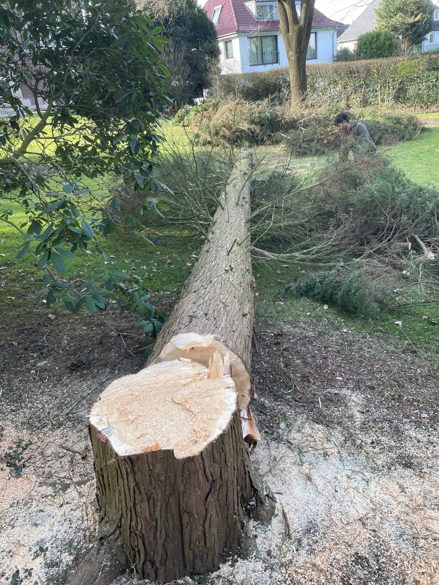 Gefällter Baum im Garten