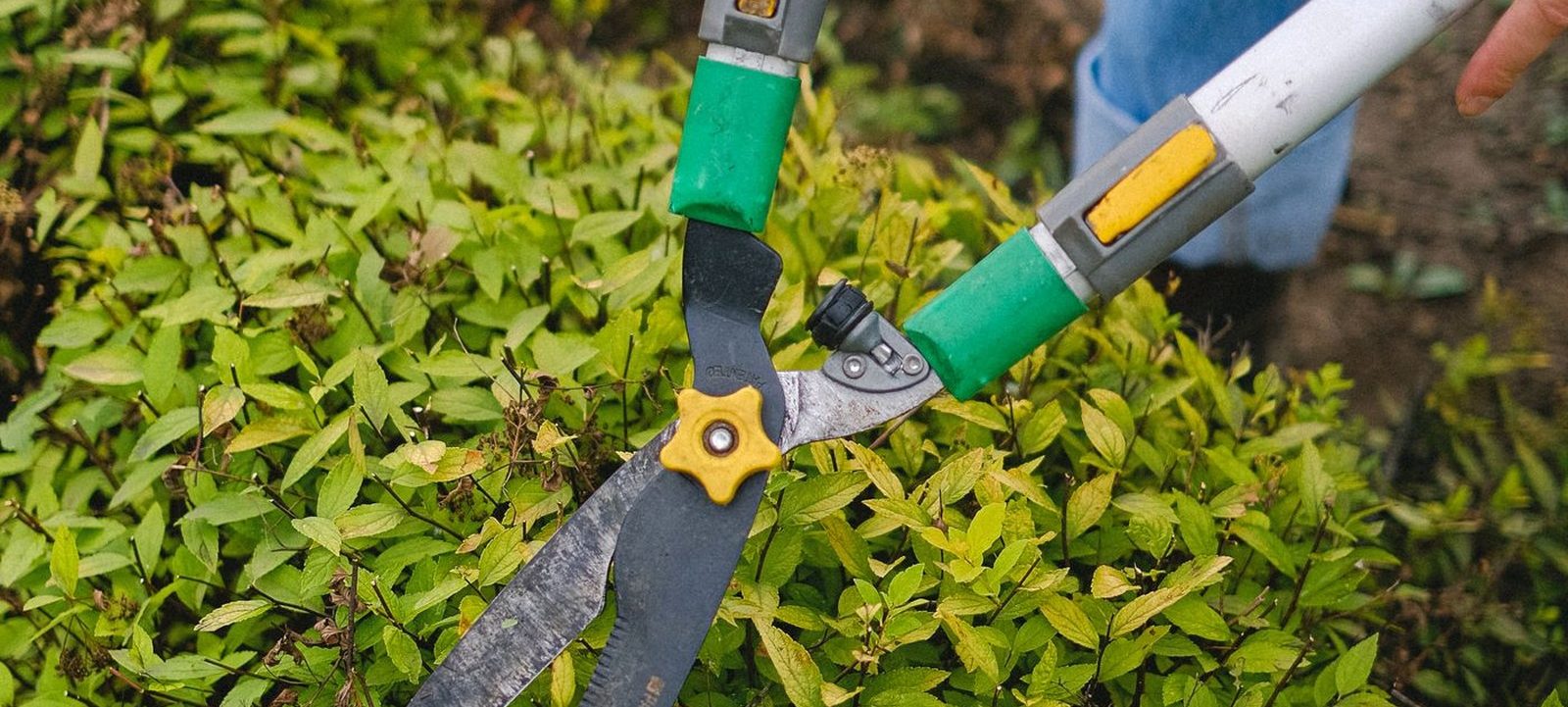 Formschnitt an einer Hecke mit der Heckenschere