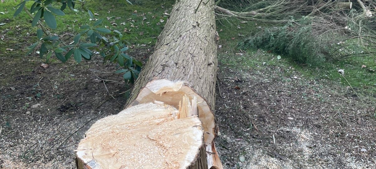 Gefällter Baum im Garten, der Stamm liegt am Boden